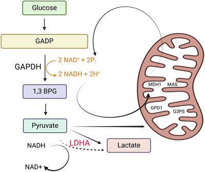 Unlocking the role of lactate: metabolic pathways, signaling, and gene regulation in postmitotic retinal cells